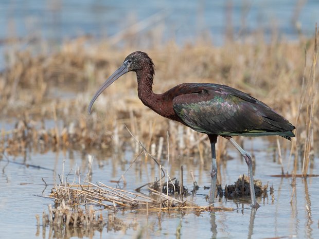 roeipotigen: lepelaars ibissen reigers