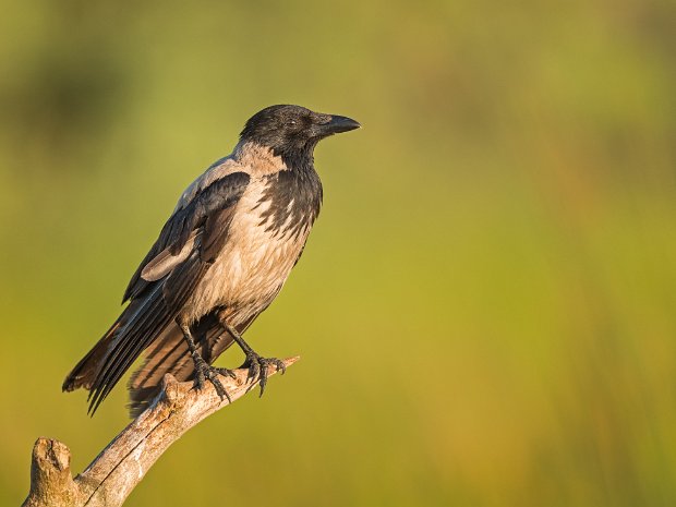 zangvogels